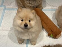 Chow-chow