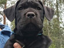 Cane Corso kutsikad
