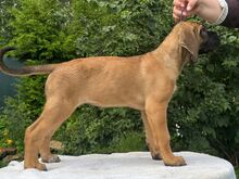 Cane Corso kutsikad