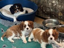 CAVALIER KING CHARLES SPANIAL