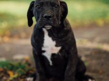 Cane Corso kutsikad