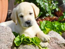 Labradori retriiver