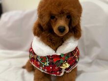 Miniature/ toy poodles (FCI/LKD)