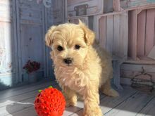 Toy poodle