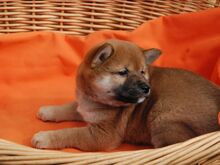 Shiba inu