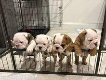 INGLISE BULLDOG