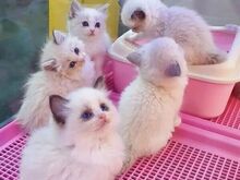 Ragdoll kittens