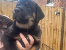 Rottweiler