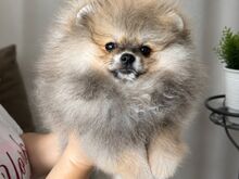 Pomeranian Spitz