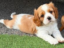 Cavalier King Charlesi spanjel
