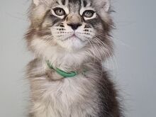 Котята-самцы мейн-кун