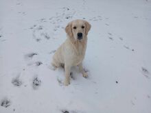 KULDNE RETRIIVER