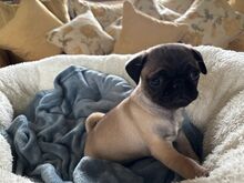 Mops