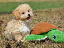 Maltipoo kutsikad