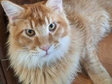 Maine Coon