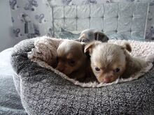 Chihuahua kutsikad