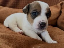 Jack Russell terjeri kutsikad