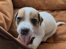 Jack Russell terjeri kutsikas