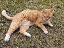 Дружелюбный котёнок Мольберт