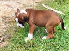 Boxer puppies