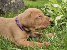 Vizsla / Ungari lühikarvalise linnukoera kutsikad