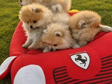 Pomeranian Sprs