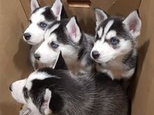 Siberi husky kutsikad