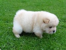 Chow chow kutsikad