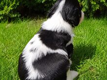 Cavalier King Charles spanjeli kutsikad