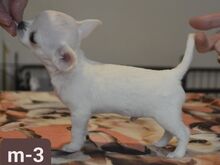 Chihuahua kutsikad