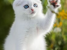Sinisilmne Scottish Fold poiss