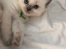 Imeilus Gccf ragdoll kassipoeg.. kirjutage mulle