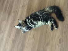 Maine Coon kassipoeg