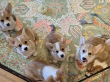 Welsh Corgi Pembroke