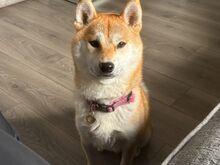 JAPANI SHIBA INU