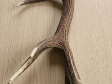Naturaalne hirvesarv dekoratsiooniks