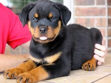 Pure breed Rottweiler puppies available