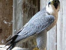 Saker x Peregrine Falcons for sale