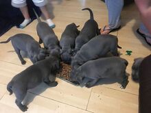 Staffordshire'i bullterjeri kutsikad