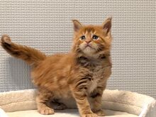 Maine Coon'i kassipojad
