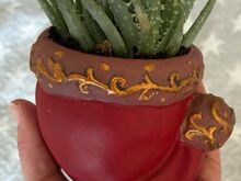 Aloe humilis