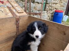 BORDERCOLLIE