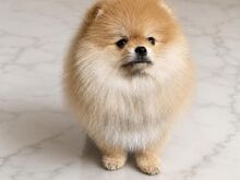 Pomeranian Spits