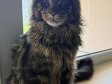 Maine Coon, poiss