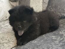 Chow chow kutsikad