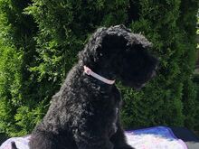 Kerry Blue Terrier