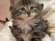 Maine Coon kassipojad