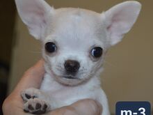 Chihuahua kutsikad