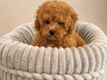 Maltipoo