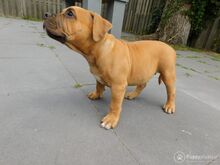 Ameerika buldog.